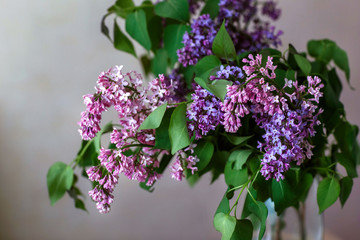 lilac blooms, lilac branch on a clear background