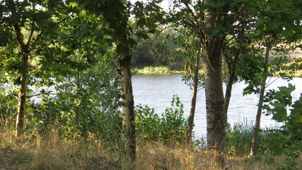 arboles y r&iacute;o