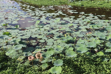 Lotus d'un étang à Hué, Vietnam	