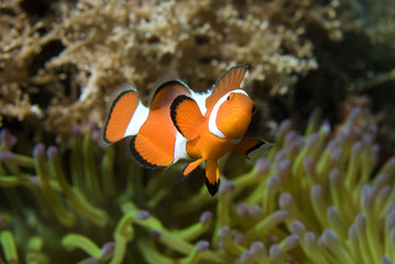 Clown Anemonefish, Amphiprion percula, swimming among the tentacles of its anemone home. Romblon, Anilao, Phillippines.