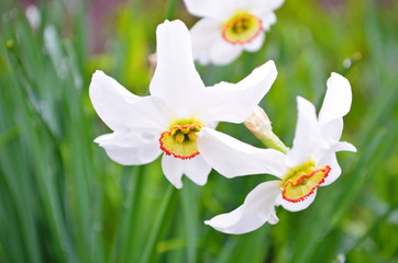 Fototapeta na wymiar White daffodil flower blooming in the spring. Daffodil or Narcissus, white trumpet flowers