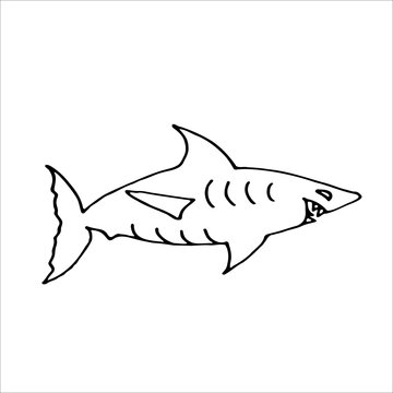 Shark hand drawn illustration in Doodle style. Vector illustration
