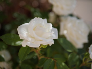 rosa