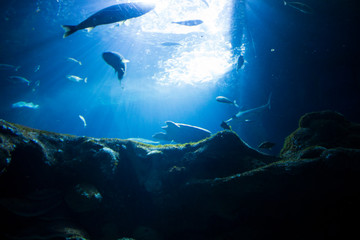 fondo marino lleno de peces con luz al fondo
