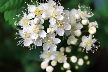 Background of white small white flowers. Fruit flowering tree. Full bloom