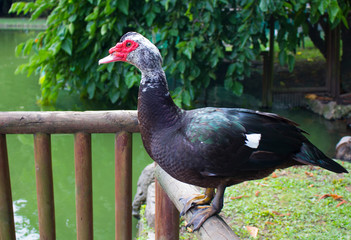 pájaro rojo y negro sobre una barandilla de perfil
