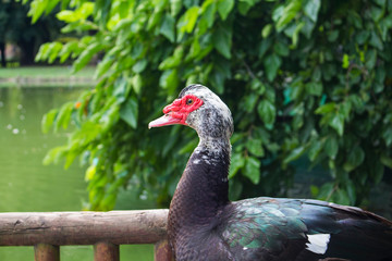 pájaro rojo y negro sobre una barandilla de perfil