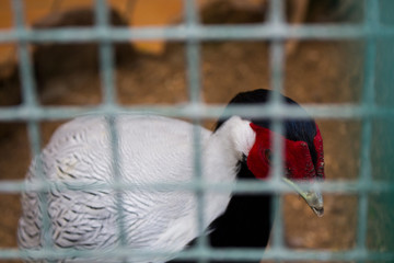 pajaro triste encerrado en una jaula