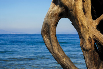 Fototapeta premium Kusadasi in Pigeon Island ( tree trunk and sea ), Aydın / Turkey