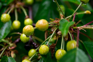 Ripening cherries on a branch in the garden during the spring rain.