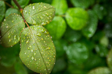 Fresh and juicy foliage of a rose Bush in the garden. Rain drops on the leaves.