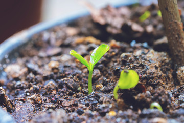 young sprouted pepper seeds in a flowerpot
