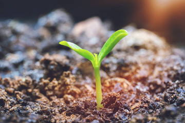Young Plant Growing In Sunlight