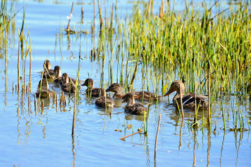 family of ducks