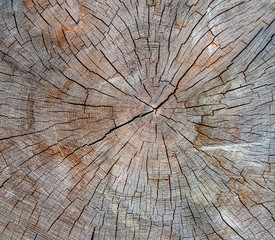 Wood texture of cut tree trunk, close-up