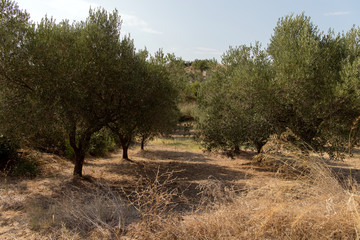 Olive tree