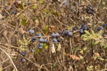 Bush with fruit