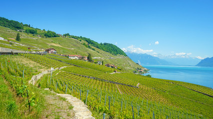 Fototapeta premium Viewpoint from the vineyards of Lavaux, Switzerland, 20 May 2020.