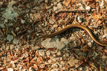 Blindschleiche am Waldboden