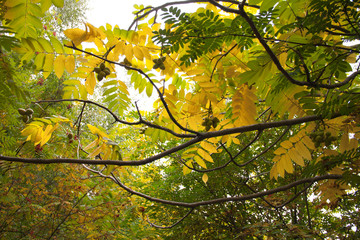 Manchurian nut on a tree branch. Fruits on the tree. Autumn garden, park, forest. Harvest nuts. Autumn forest. Yellow and green leaves on a branch.