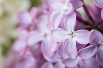 Fototapeta na wymiar Lilac flowers close up. Floral background