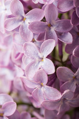 Lilac flowers close up. Floral background