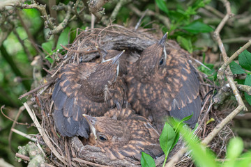 close up of a birds nest with young starlings in a hedge