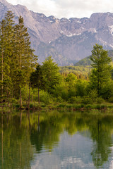 Ufer am Almsee in Oberösterreich