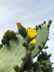 Blooming cactus in Malta