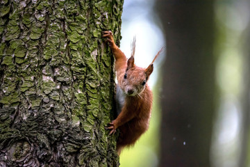 Red squirrel in the forest. A forest animal seen up close. A pet with a red tail and large eyes in the spring forest between the trees.