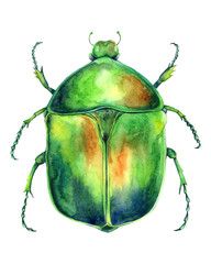 Beetle. Gold beetle.Cetonia aurata. Rhomborhina resplendens. Close-up Watercolor illustration. Insects isolated on white background. Macro realistic graphic art.
