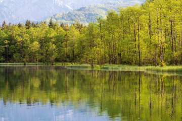 Ufer am Almsee in Oberösterreich