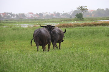 Buffles de rizi&egrave;re &agrave; Hoi An, Vietnam