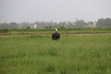 Buffle de rizière à Hoi An, Vietnam