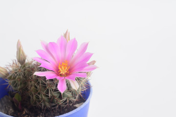 Blooming pink  flower of Mammillaria schumannii  cactus on  white  background