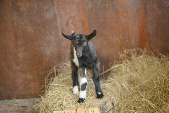 A young funny kid with long ears is standing in the hay. A small black kid with white stripes and spots