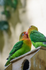 ボタンインコ