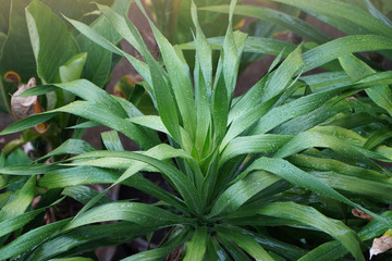 Fototapeta premium fresh green foliage with water drops after rain