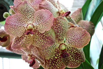 gepunktete Phalaenopsis Orchidee