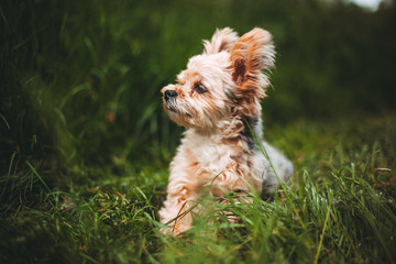 Puppy yorkshire terrier in the green grass