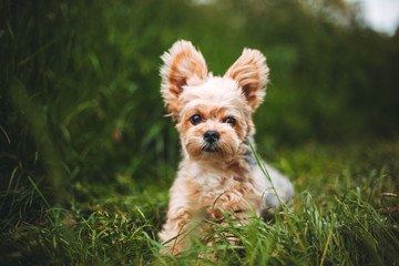 Yorkshire terrier in the nature. Dog portrait