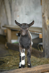 A young funny kid with big ears stands in the doorway of the stable. A small black kid with white spots and stripes