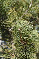 Bosnian pine
