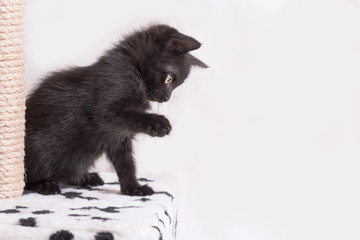 The black kitten plays, raised the front foot.