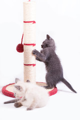 Two little funny kittens play with a jute claw.