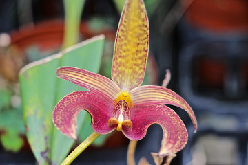 bunte Cattleya Orchidee