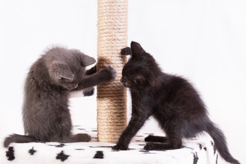 Little funny kittens play with each other in the game complex for cats.
