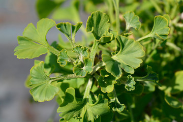 Ginkgo Mariken leaves