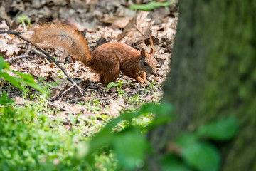 Red squirrel in the forest. A forest animal seen up close. A pet with a red tail and large eyes in the spring forest between the trees.