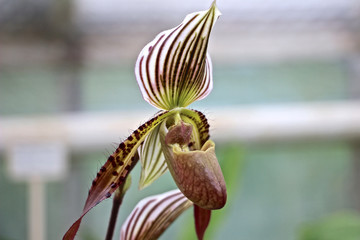 gro&szlig;e Bulbophyllum Orchidee